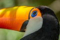 Tucano-toco isolated bird close up portrait Ramphastos toco Royalty Free Stock Photo