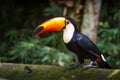 Tucano-toco isolated bird close up portrait Ramphastos toco Royalty Free Stock Photo