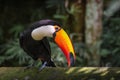 Toco Toucan Toucano Toco-Toucan bird isolated Parque das aves Foz do Iguacu Brazil Pa Royalty Free Stock Photo