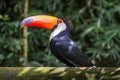 Toco Toucan Toucano Toco-Toucan bird isolated Parque das aves Foz do Iguacu Brazil Pa Royalty Free Stock Photo