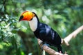 Toco Toucan Toucano Toco-Toucan bird isolated Parque das aves Foz do Iguacu Brazil Pa Royalty Free Stock Photo