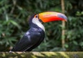 Toco Toucan Toucano Toco-Toucan bird isolated Parque das aves Foz do Iguacu Brazil Pa Royalty Free Stock Photo