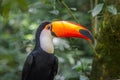 Toco Toucan Toucano Toco-Toucan bird isolated Parque das aves Foz do Iguacu Brazil Pa Royalty Free Stock Photo