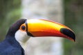 Tucano Royalty Free Stock Photo