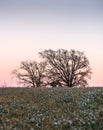 Tucked between the flower fields, the trees see the sunset come out Royalty Free Stock Photo