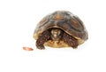 Tucked in Tortoise Royalty Free Stock Photo