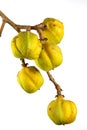 Tuckeroo Fruit Australia Native