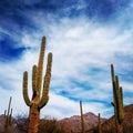 Tucson Arizona, desert view Royalty Free Stock Photo