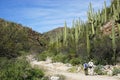 Tucson, Arizona - March 11, 2017: Two hikers dwarfed by giant Saguaro cactus in Sabino Canyon outside Tucson