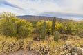 Tucson Arizona Saguaro Desert Landscape Royalty Free Stock Photo