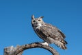 Great horned owl is part of the Raptor Free Flight program at the Arizona-Sonora Desert Museum