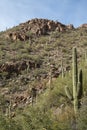 Tucson's Sabino Canyon Royalty Free Stock Photo
