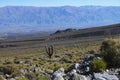 Tucuman Argentina Calchaquies valley arid and dry with mountains rocks in Tafi del Valle conifers molles and cardones cactus Royalty Free Stock Photo