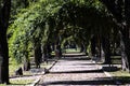 Tucuman , pedestrian path tree tunnel in the Plaza Independencia