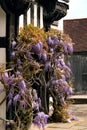 Tudor antique house Blakesley Hall entrance wisteria twine vine decorative tree flower uk Birmingham Royalty Free Stock Photo