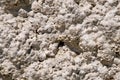 Tufa rock formation closeup background