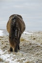 Tuff Pony in hard winter Royalty Free Stock Photo