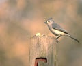 Tuffed Titmouse Royalty Free Stock Photo