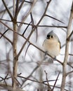 Tuffed Titmouse Royalty Free Stock Photo