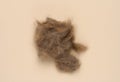 A tuft of combed gray cat hair on a beige background, top view