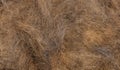 A tuft of combed gray cat hair on a white background, top view