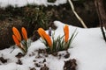 A tuft of crocus growing in frost land. Because spring is here