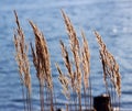 Tuft grass Calamagrostis epigeios on the blue water background