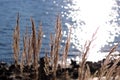 Tuft grass Calamagrostis epigeios on the blue water background