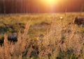 Tuft grass Calamagrostis epigeios on a sunset.