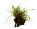 Tuft of grass isolated on white background Royalty Free Stock Photo