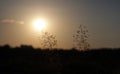 Tuft grass Poa pratensis on a sunset. Royalty Free Stock Photo