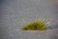 Tuft Of Grass On Road