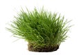 Tuft of grass with roots isolated against white background