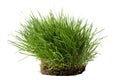 Tuft of grass with roots isolated against white background Royalty Free Stock Photo