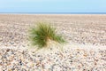 Tuft of grass in the sand Royalty Free Stock Photo