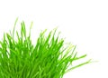 Tuft of green grass