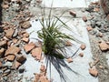 a tuft of green grass broke through concrete at Royalty Free Stock Photo