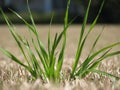 Tuft of green grass in a dormant lawn