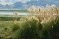 Tuft of pampas grass Royalty Free Stock Photo