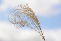 Tuft of pampas grass with cloudy sky Royalty Free Stock Photo