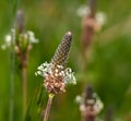 Tuft ribwort Plantago lanceolata on natural background. Herb used in alternative medicine Royalty Free Stock Photo