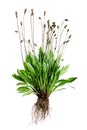 Tuft ribwort Plantago lanceolata on white background. Herb used in alternative medicine Royalty Free Stock Photo