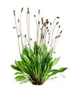 Tuft ribwort Plantago lanceolata on white background. Herb used in alternative medicine