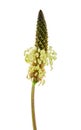 Tuft ribwort Plantago lanceolata on white background. Herb used in alternative medicine.Close-up of a flower on a white Royalty Free Stock Photo