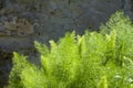 Tuft of wild fennel near a stone wall