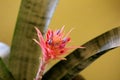 Tufted airplant or Guzmania stemless evergreen epiphytic perennial flowering plant with narrow orange spike type inflorescence