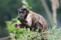 Tufted Capuchin