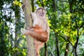 Tufted Capuchin, also known as Brown or Black-capped Capuchin climbing a tree in Tambopata National Park, Peru