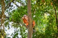 Tufted Capuchin, also known as Brown or Black-capped Capuchin fed with bananas by the Tambopata National Park staff, in Peru