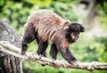 Tufted capuchin (Cebus apella) climbing on rope, animal theme